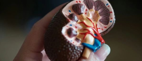 Wie funktionieren die Nieren?